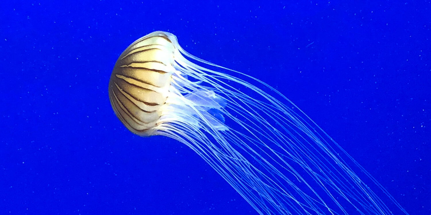 Eine Qualle schwimmt im blauen Wasser