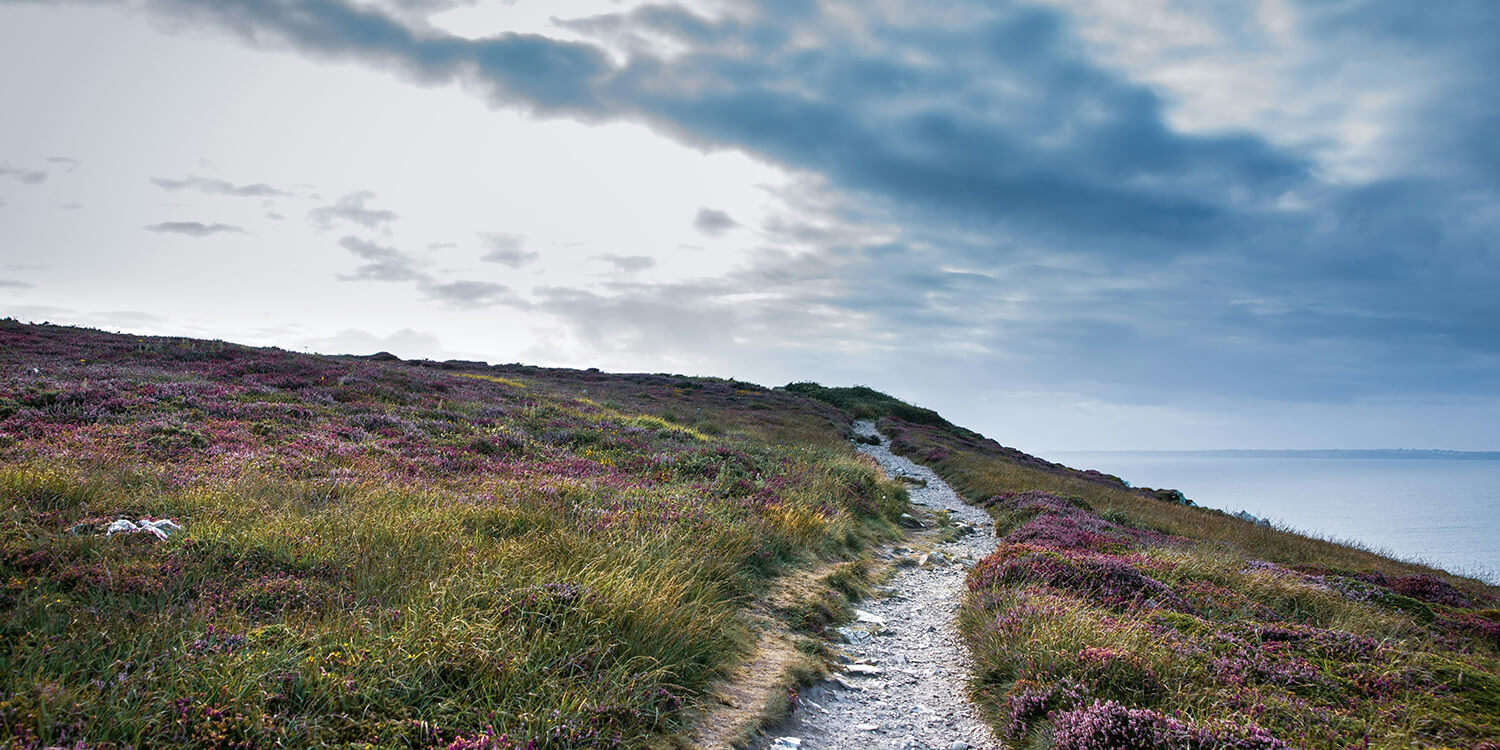 wanderweg fuehrt durch eine idyllische blumenwiese am meer